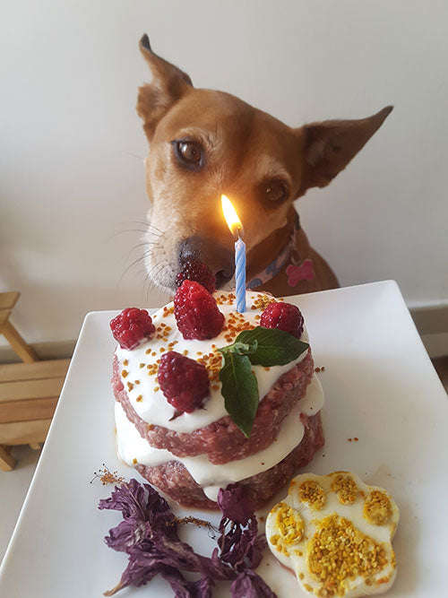 Todo en Uno: 300 Recetas Saludables + Guías GRATIS para la salud y seguridad de tu mascota + recetas BONUS EXTRA