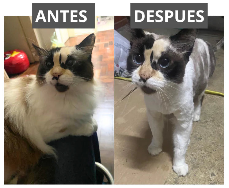 Corta pelos profesional que te da resultados de peluquería de forma fácil, segura + Guía de recetas caninas GRATIS
